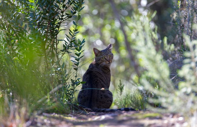 Woodlands Self Catering, Knysna - Foto 25