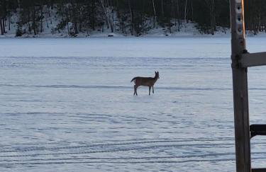 Idyllic Log Cabin Steps from Somo Lake near Tomahawk, Wisconsin - Foto 20