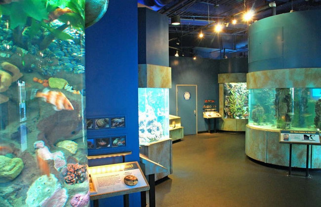 Biglietti per l'Aquarium of the Bay - Foto 5