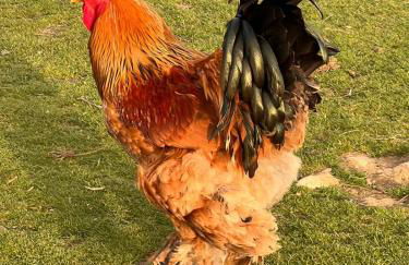 Agriturismo Sole - Foto 76