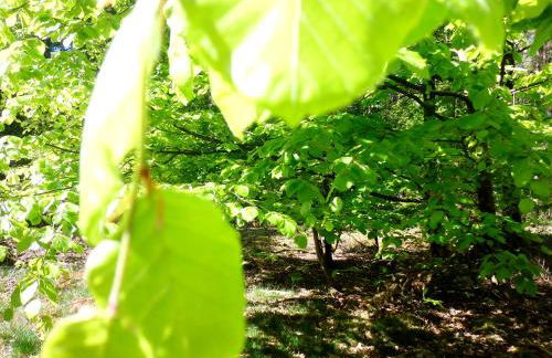 Ferienwohnung Fleur de Lys Urlaub auf Anfrage mit Hund - Foto 37