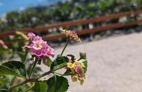 KIRA'S RESIDENCE PANORAMIC VIEW - Foto 42