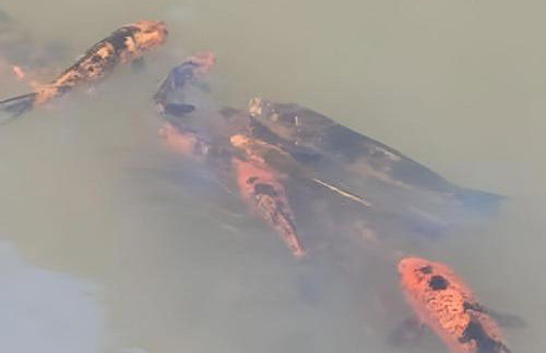 Cabana Pequeno Bosque som dás Águas - Foto 57