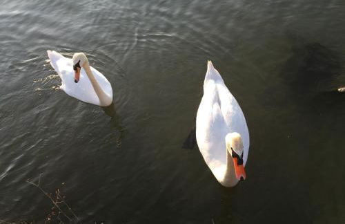 The Gulf Villa - Lago Maggiore - Foto 49