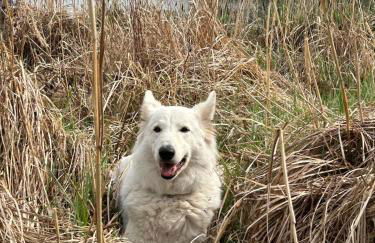 Direkt am See mit privatem Sandstrand - Foto 22