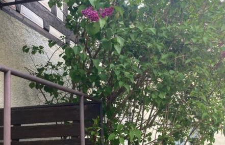 Ferienwohnung schöner Rheingau - Foto 20