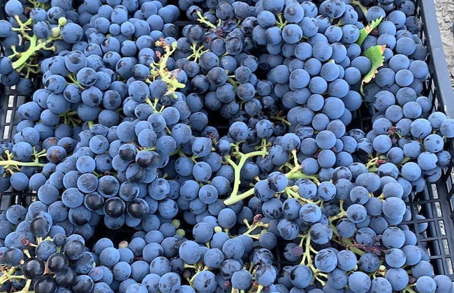 Agriturismo Modi - Foto 27