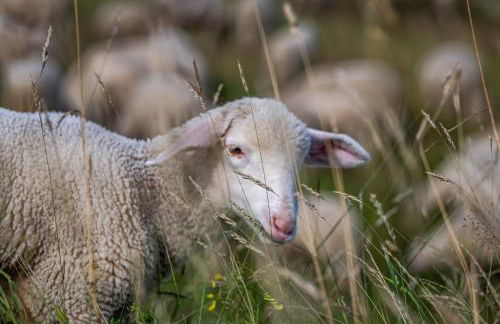 Ferienwohnung "Schlüchttalblick" mit privater Sauna, Ühlingen-Birkendorf - Foto 30
