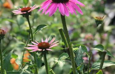 Le Noyer sur Lot - Foto 21