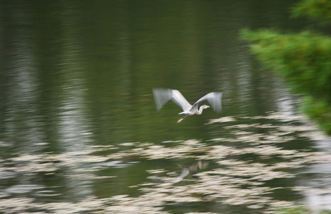 Pine Brae Eco-Resort - Photo 36