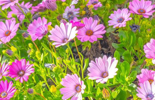 Luxury poolside « Villa Descanso » with heated pool and Spa! Close to San Diego/ Legoland - Foto 8