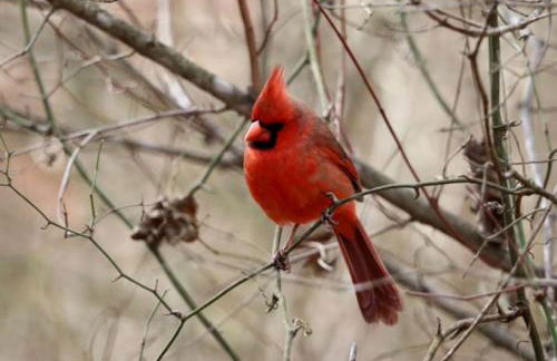 The Casa Estiva- A Restful Getaway in the Forest in Weatherford, TX - Foto 32