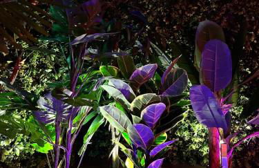 Amazonia Suite - Starry Sky & Spa Bath - Foto 33