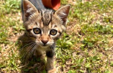 Bed and Breakfast Agriturismo La Palombara - Foto 26