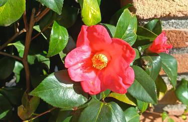 Villa Mariposa - Foto 22