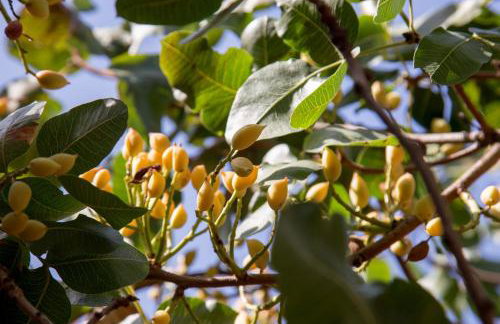 Villa Oasis with Large Pool Athenian Riviera Lagonissi - Foto 33