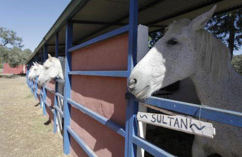 Villa Rural Sierra Hueznar - Foto 23