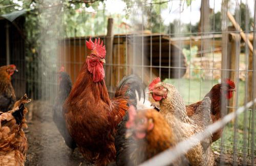 Gajówka Pilica 45A - Foto 13