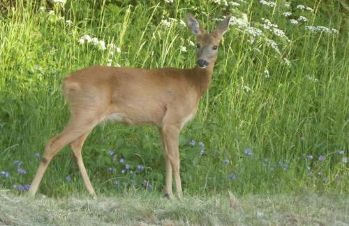 Holiday apartment with 2 bedrooms - Foto 10