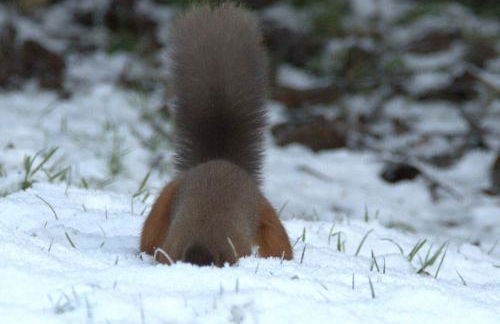 Rosemount Bothy - Highland Cottage - Foto 66