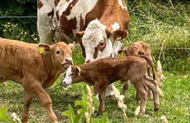 Ferienresort Weidelbach - Foto 27