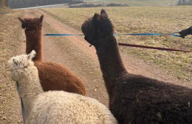 Forsthäuschen am Ponyhof - Foto 15