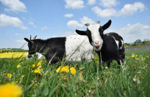 Agroturystyka Nad Łąkami - Foto 12