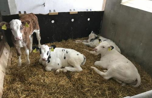 Bauernhof Hipp Ferienwohnung - Foto 16