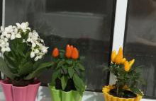 Casa bem te vi - Foto 49