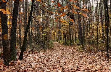 Cichy Zakątek dom całoroczny , Janowiec, Kazimierz Dolny, - Foto 48