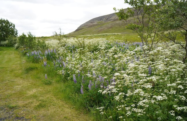 Hólakot Cabin In Golden Circle - Foto 48