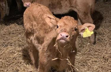 18th Century Farmhouse, England Wales Border, Breathtaking Views - Foto 50
