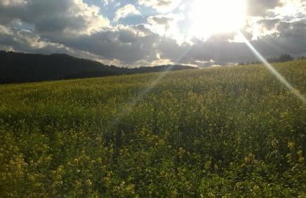 Blick in die Südeifel - Foto 10
