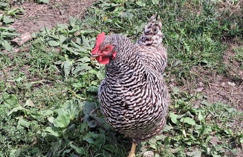 Bed and Bike Rheine - Foto 64