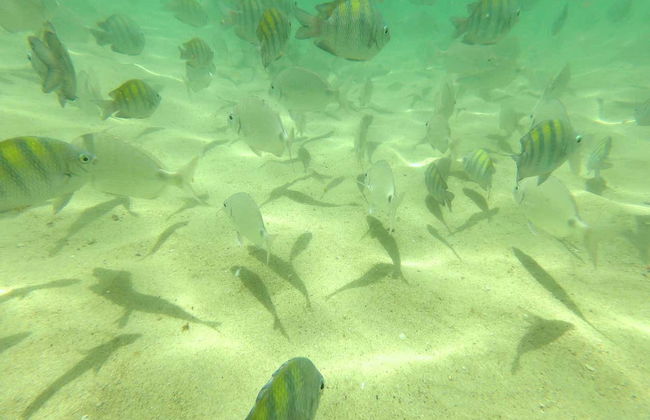 Snorkeling alla spiaggia di Sepultura - Foto 4
