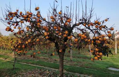 Agriturismo L'Albara - Wines, Pool & SPA - Foto 69