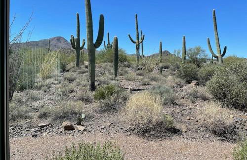Tucson Mnt Foothills Saguaro Bliss - Foto 39