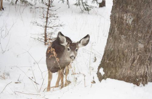 Hideaway Above The Stream Sundance, Utah - Foto 50