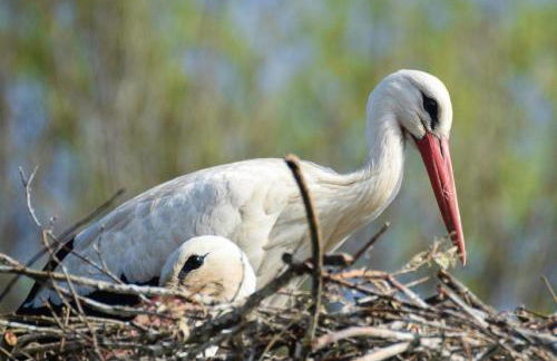 Ferienwohnung Amselnest - Foto 18