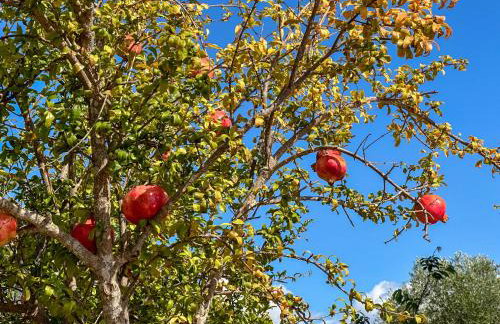Piperitsa house for nomads or families in the countryside - Foto 37