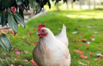 Secluded Escape near Salcombe - Newhouse Barn. - Foto 56