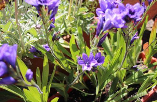 Bio Quinta do Pantano, Agro Turismo - Foto 44