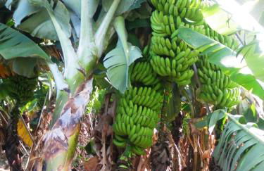 Casa Rural Finca la Maleza - Foto 56