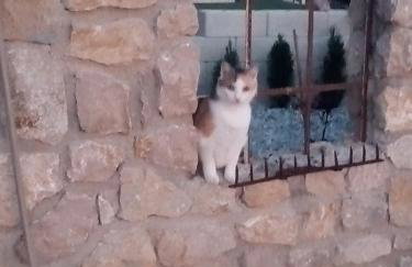 Ferienwohnung mit beheiztem Pool in Villa Gracia - Foto 32