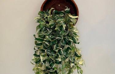 (216) Clean Beach - Perto da praia - Foto 16