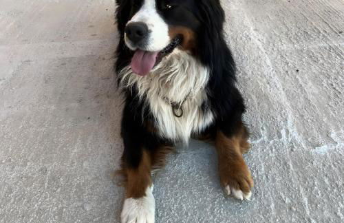 La casa di Noah - Photo 40