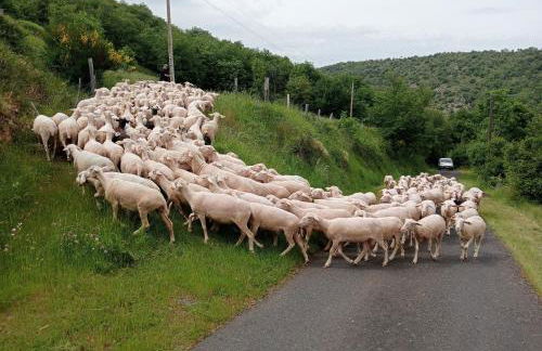 La Cabane du Berger & son terrain de pétanque - Foto 44