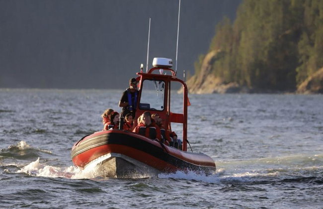 4 Hour Whale and Wildlife Boat Tour - Foto 16