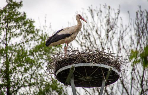 StorchenHof - Foto 42