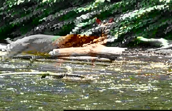 Catskill Retreat - Foto 79